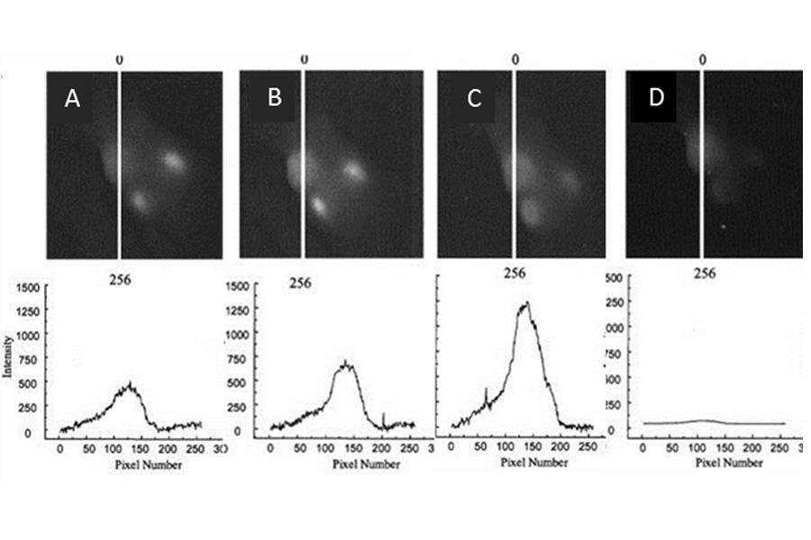 Images acquired at 720 nm from a tumour-bearing mouse.