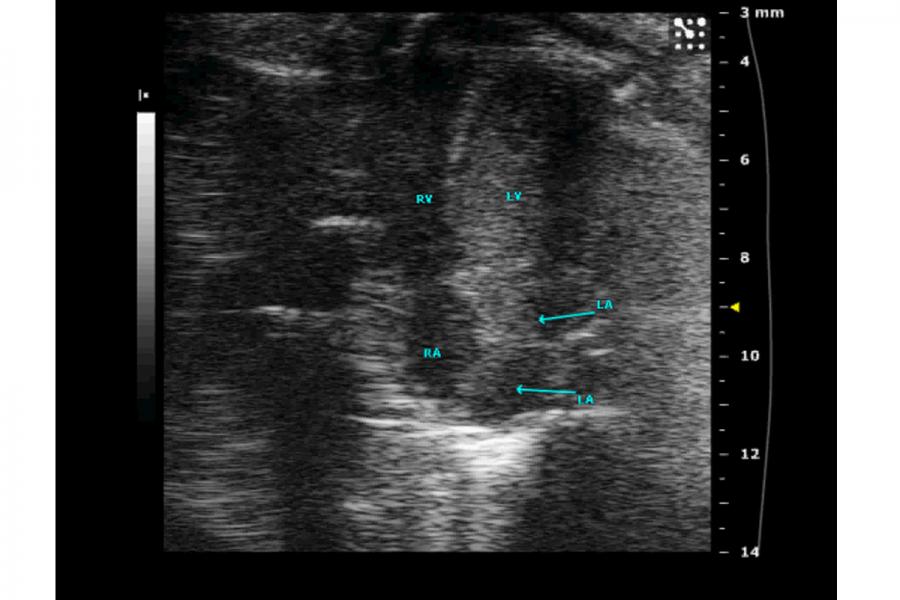 Ultrasound image of a mouse heart.