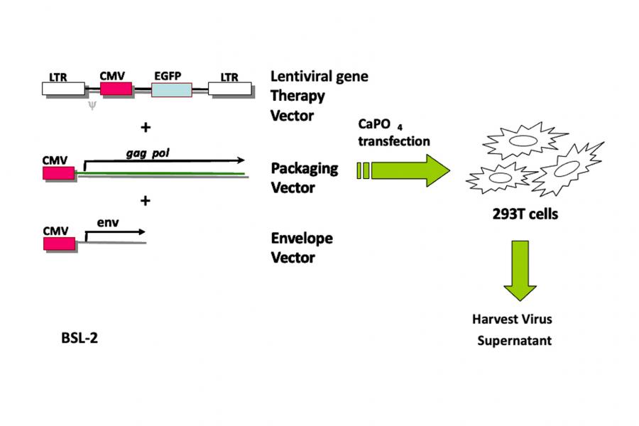 Diagram of roduction of replication of incompetent lentiviral vectors.