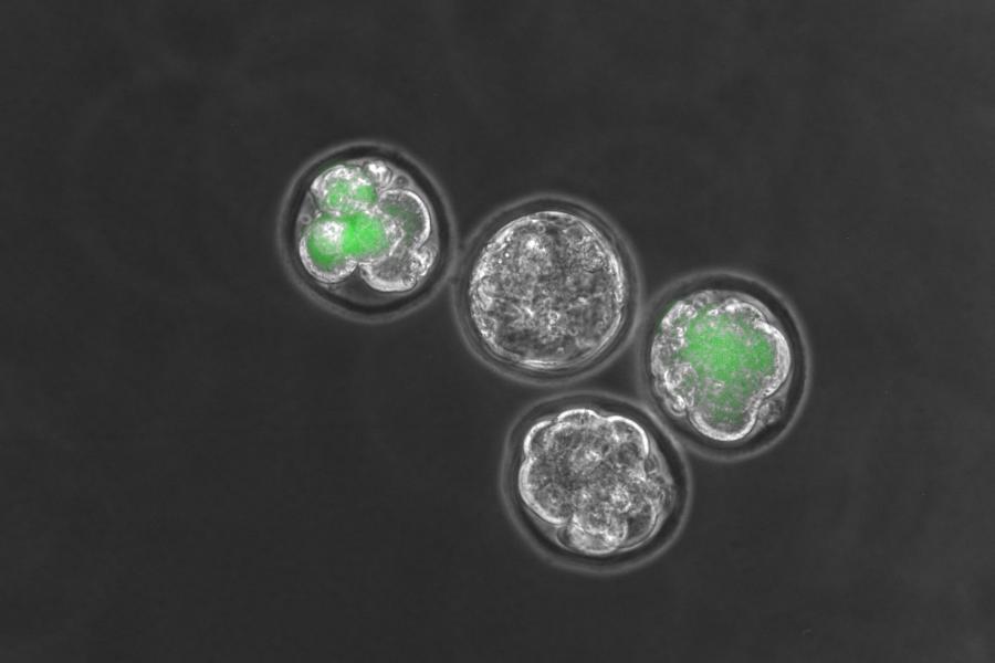 Close up image of four cells. 