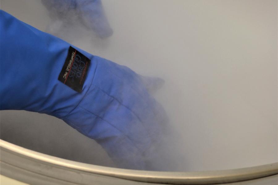 A pair of gloved hands reaches into a freezer.