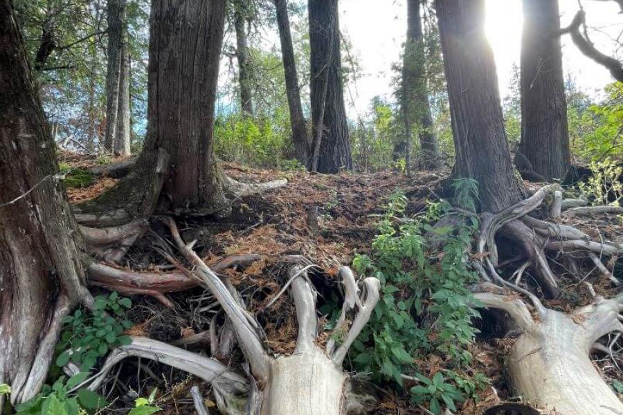Two downed trees with exposed roots lay in front of several standing trees in a forest