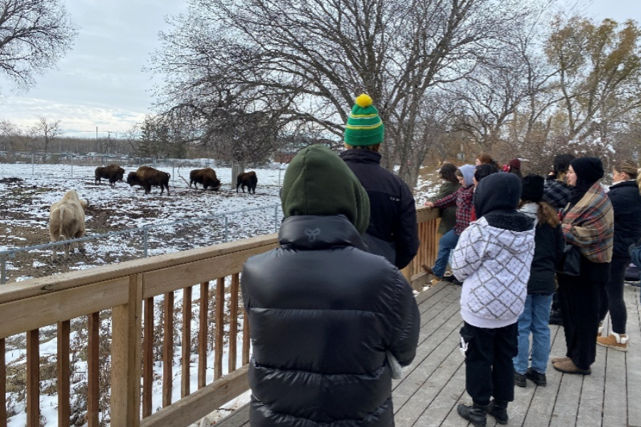 Neechiwaken participants watch bison in a snowy field.