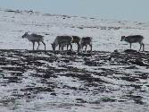 Caribou within Baker Lake town limits