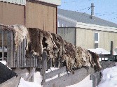 Caribou hides - Arviat