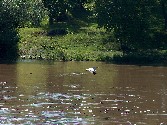 Pelican on the Red River