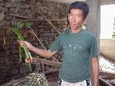 Villager showing local plant, “hardy”. The rhizomes in orange are made into powder and used as natural pesticide. Local baskets (doko) are made from bamboo