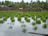 Pokkali rice field before transplanting