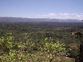 Kakamega Forest (Feb. 2004)
