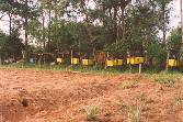 Haron's Shamba and Honey Care apiary - Ileho, Kakamega (Jan. 2004)