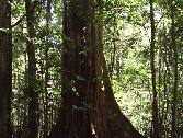 Large Fig tree - Kakamega Forest (Feb. 2004)