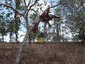 Providing shade for hives - Mgandini, Kwale (Mar. 2004)