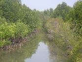 Young mangrove trees growing back, Pred Nai