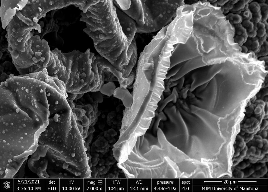 Example 1 of an original submission for the microscopy image competition