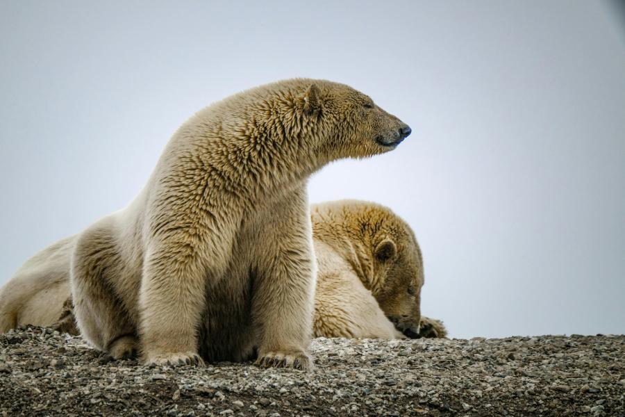 Photos of two polar bears