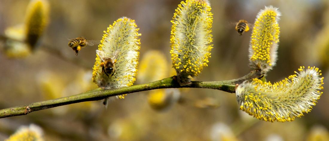 Plant pollen and bees.