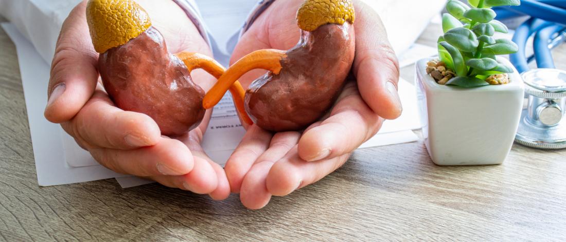 Model of kidneys in a doctor's hands.
