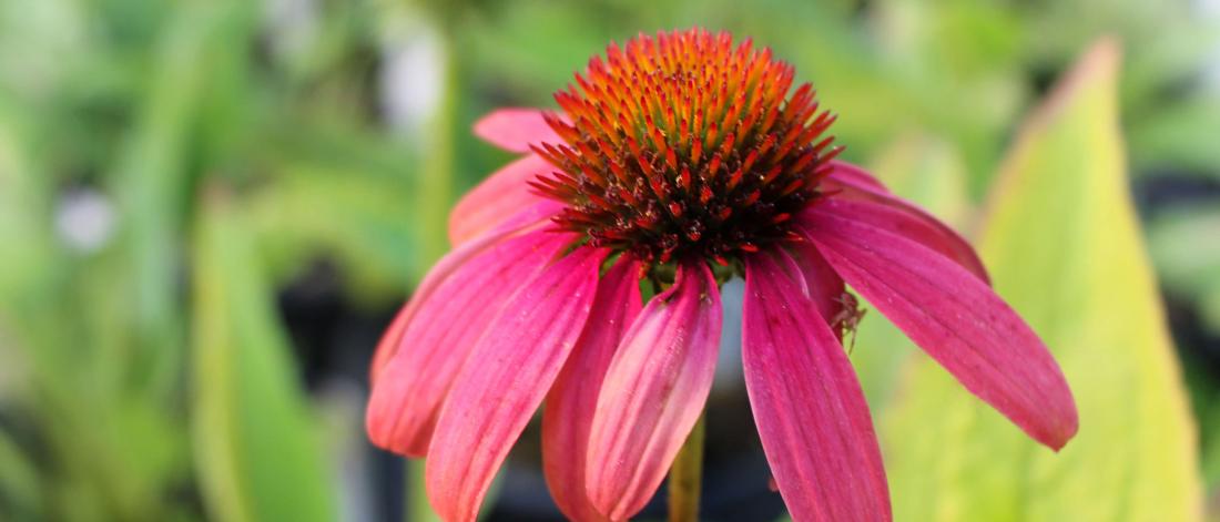 Echinacea flower.