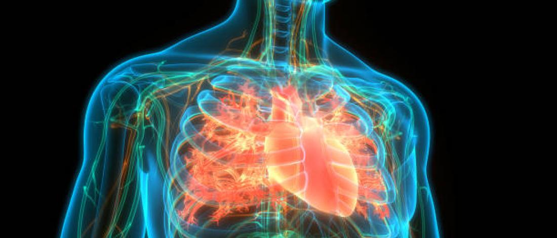 Graphic of the human cardiovascular system.