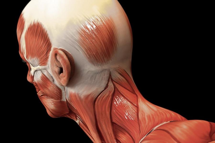 Anatomical drawing of the head and neck.