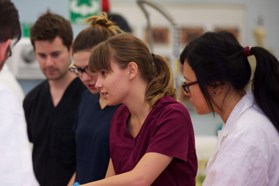 Student working on an anatomical dissection.