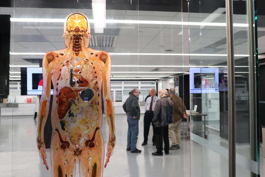 Close up of anotomical model of the human body.