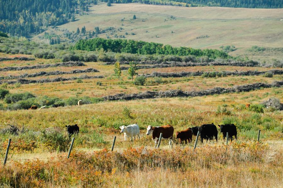 Herd of cattle walking in hills