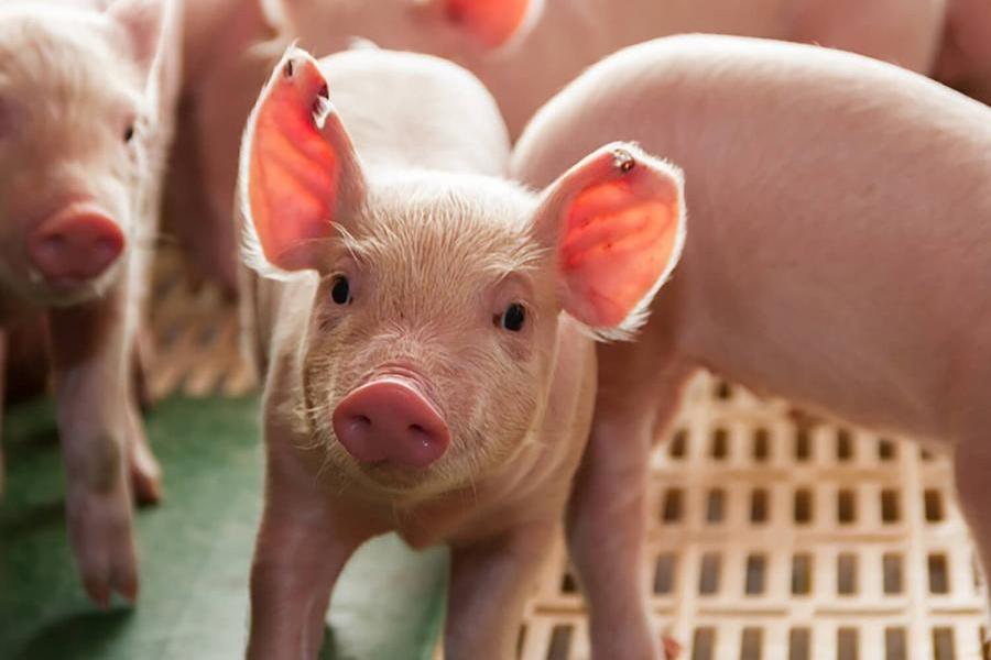 Young pigs, 1 looking at camera