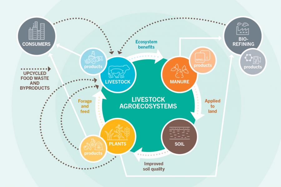 LIVESTOCK AS AN AGRO-ECOSYSTEM SOLUTION