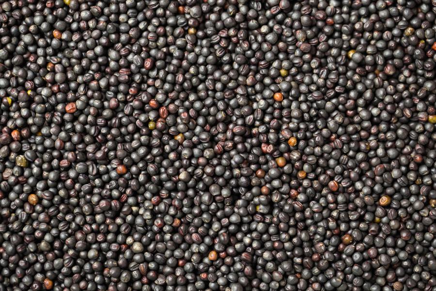 Image of canola seeds