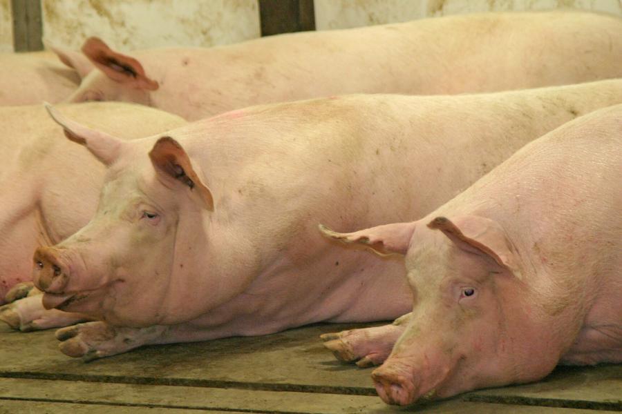 Pigs lying on floor