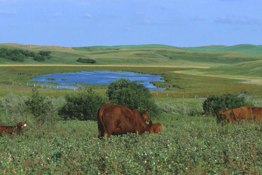 Cattle graze by a lake