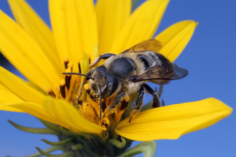 A bee stands on a flower