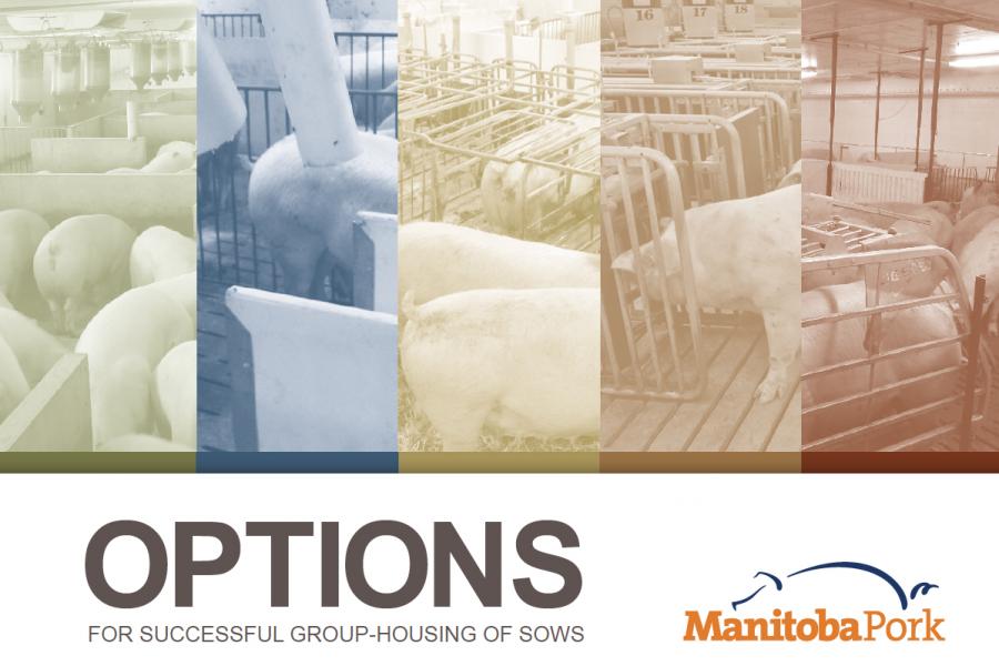 Options for Successful Group-Housing of Sows booklet