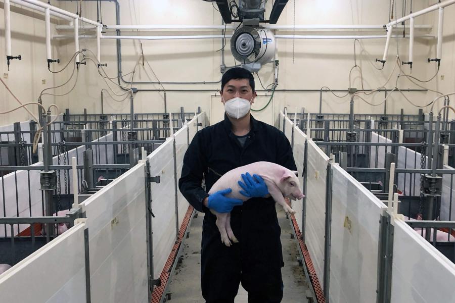 Researcher Bonjin Koo - Fine-tuning feeding for more resilient piglets