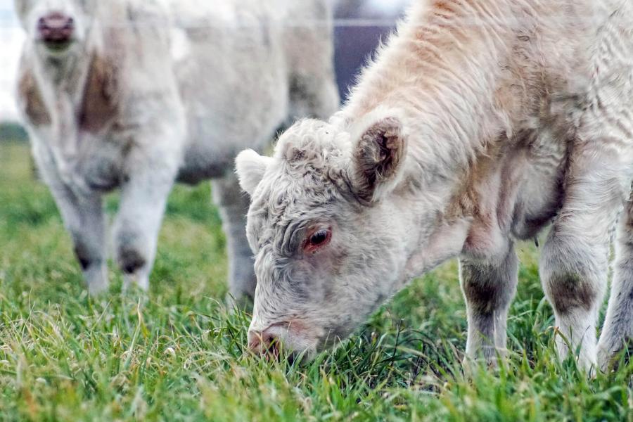 White cows grazing