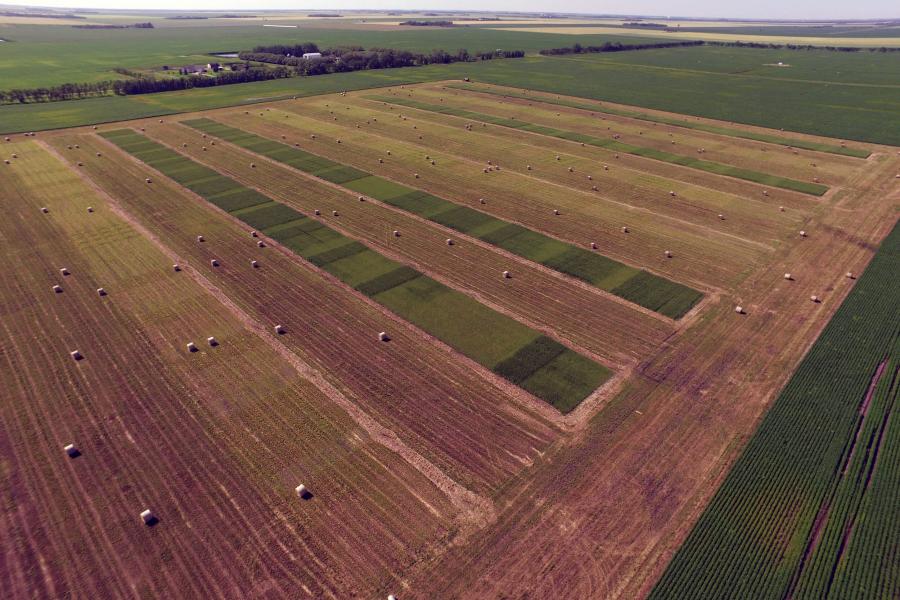 Aerial view of field divided into rows