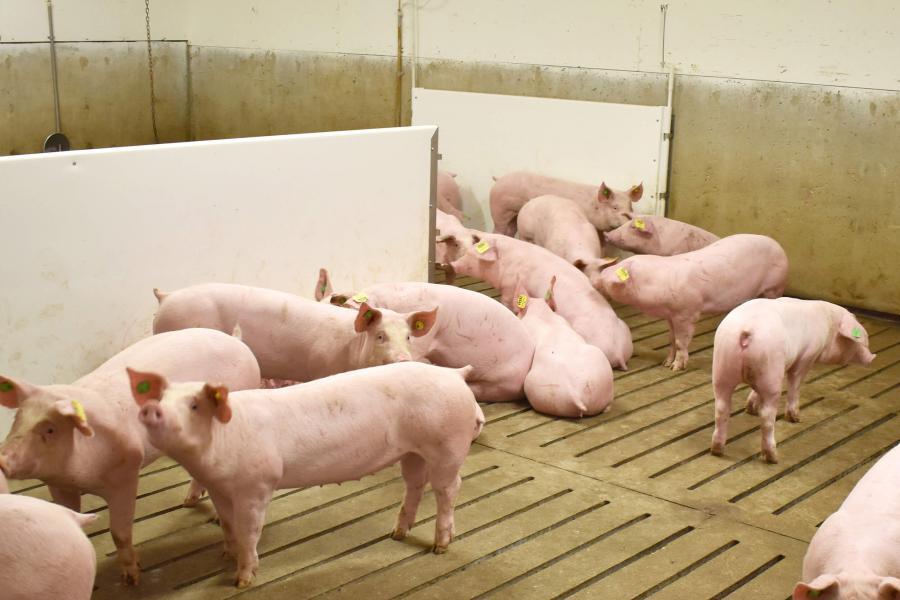 Group of pigs in a sectioned area