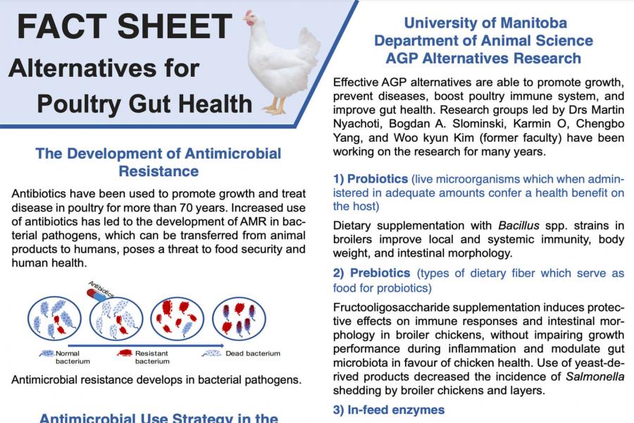 image fact sheet poultry gut health