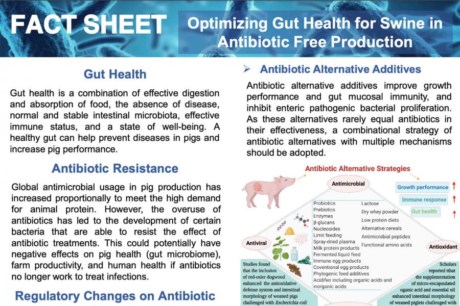 image fact sheet on swine gut health