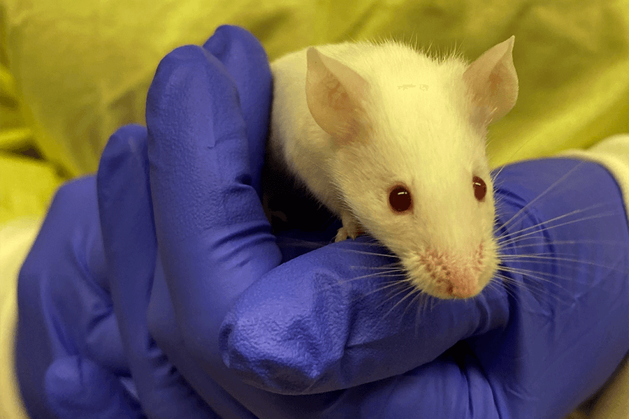 A lab rat on a researcher's hand.