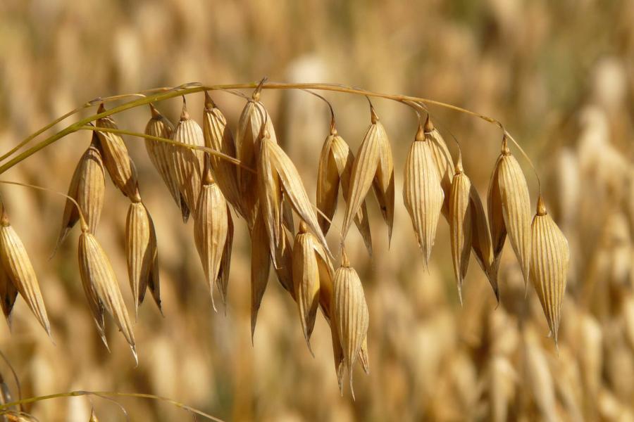 Oats in a field