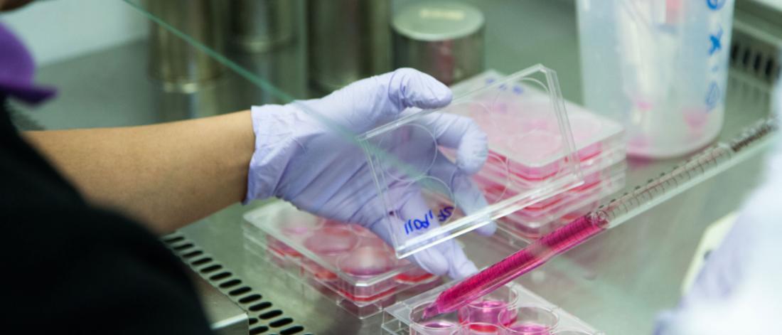 Peter Pelka's microbiology lab and a scientist is working with a cell culture well plate