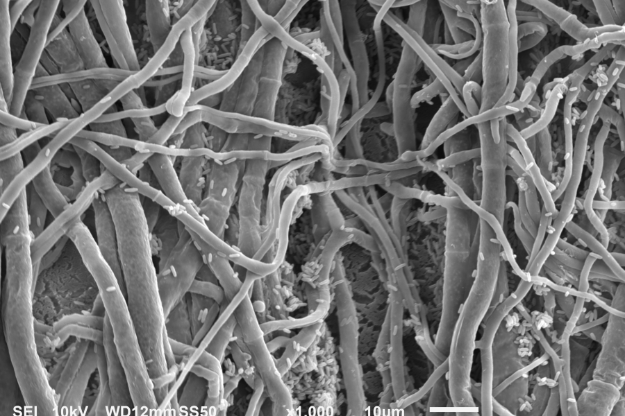 Fusarium with Paenibacillus