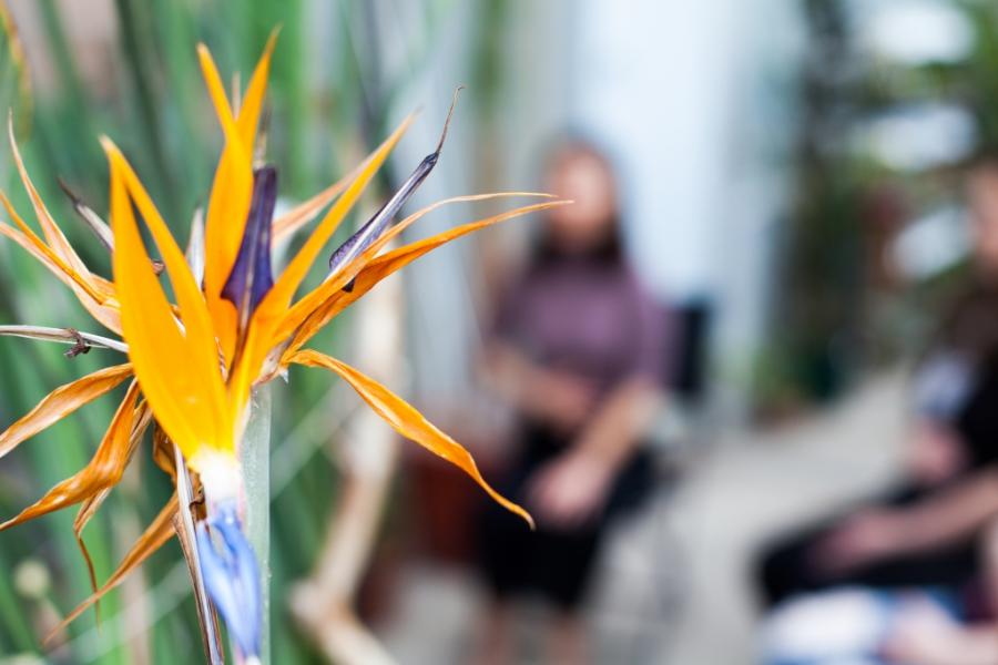 A yellow flower in foreground with a person in the background.