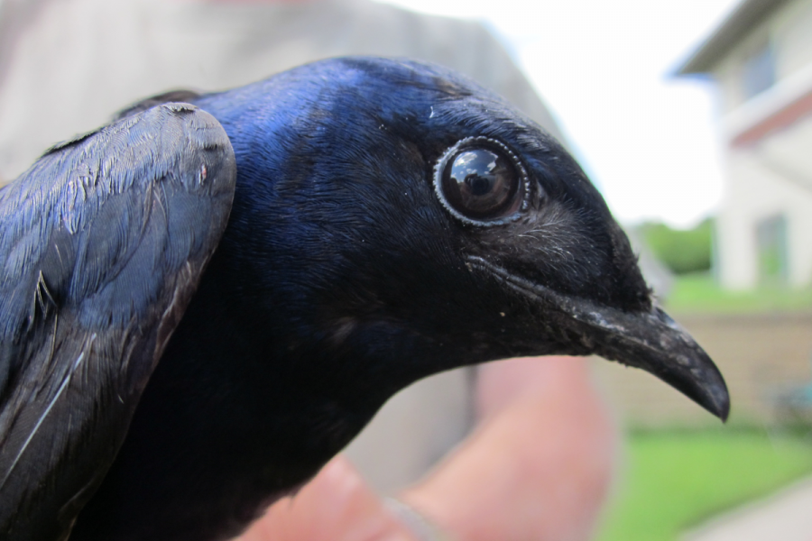 side of the purple martin bird close up