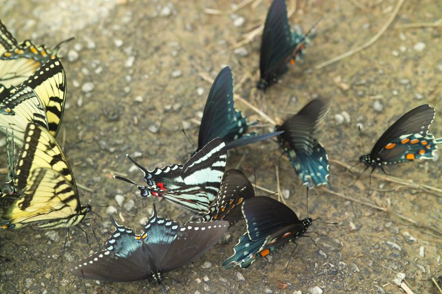 Butterflies Biological Sciences