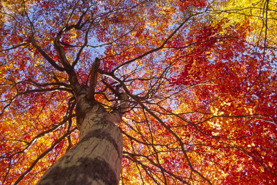 fall tree with orange and yellow leaves from below