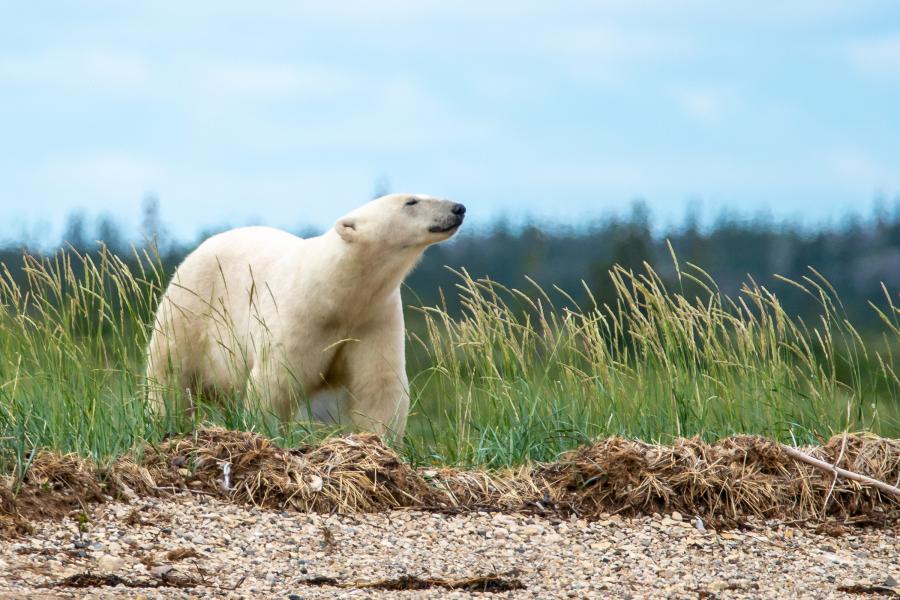 polar bear in a grass field