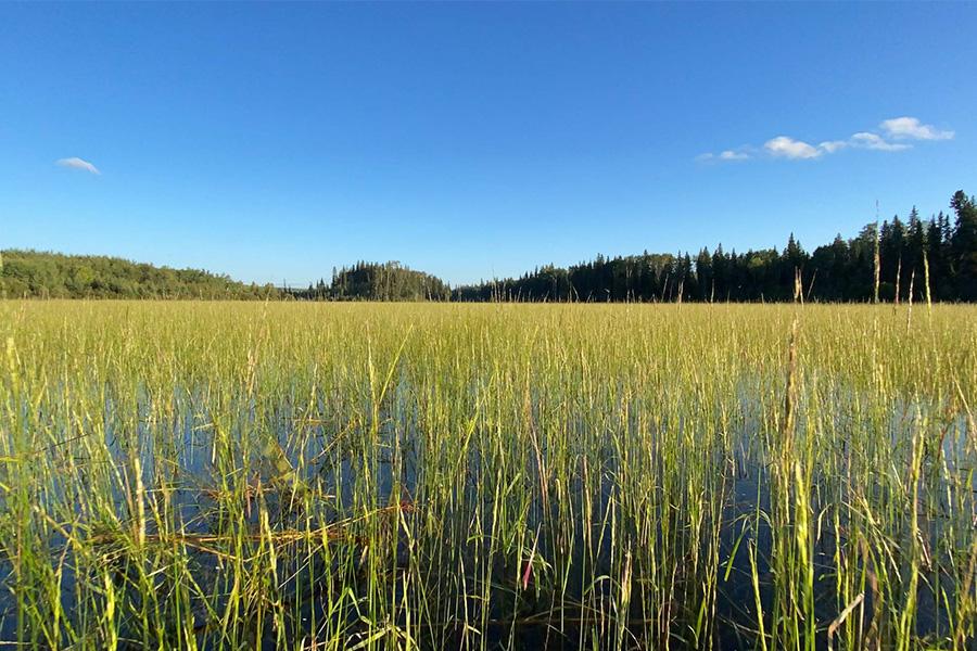 A field under a blue sky.